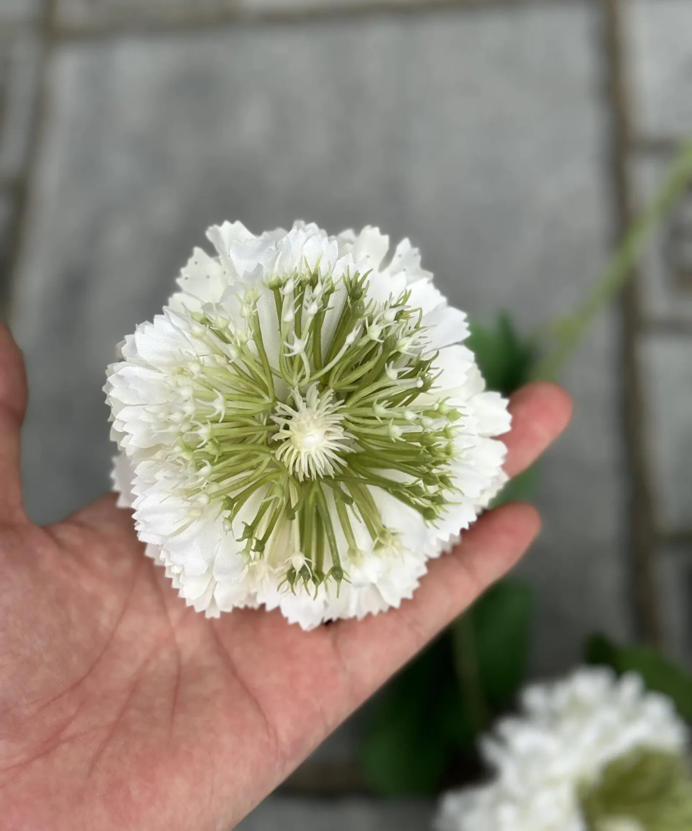 Kiwi
