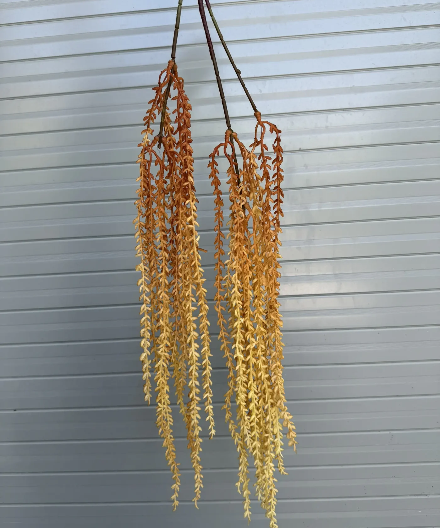 Rủ Gạo