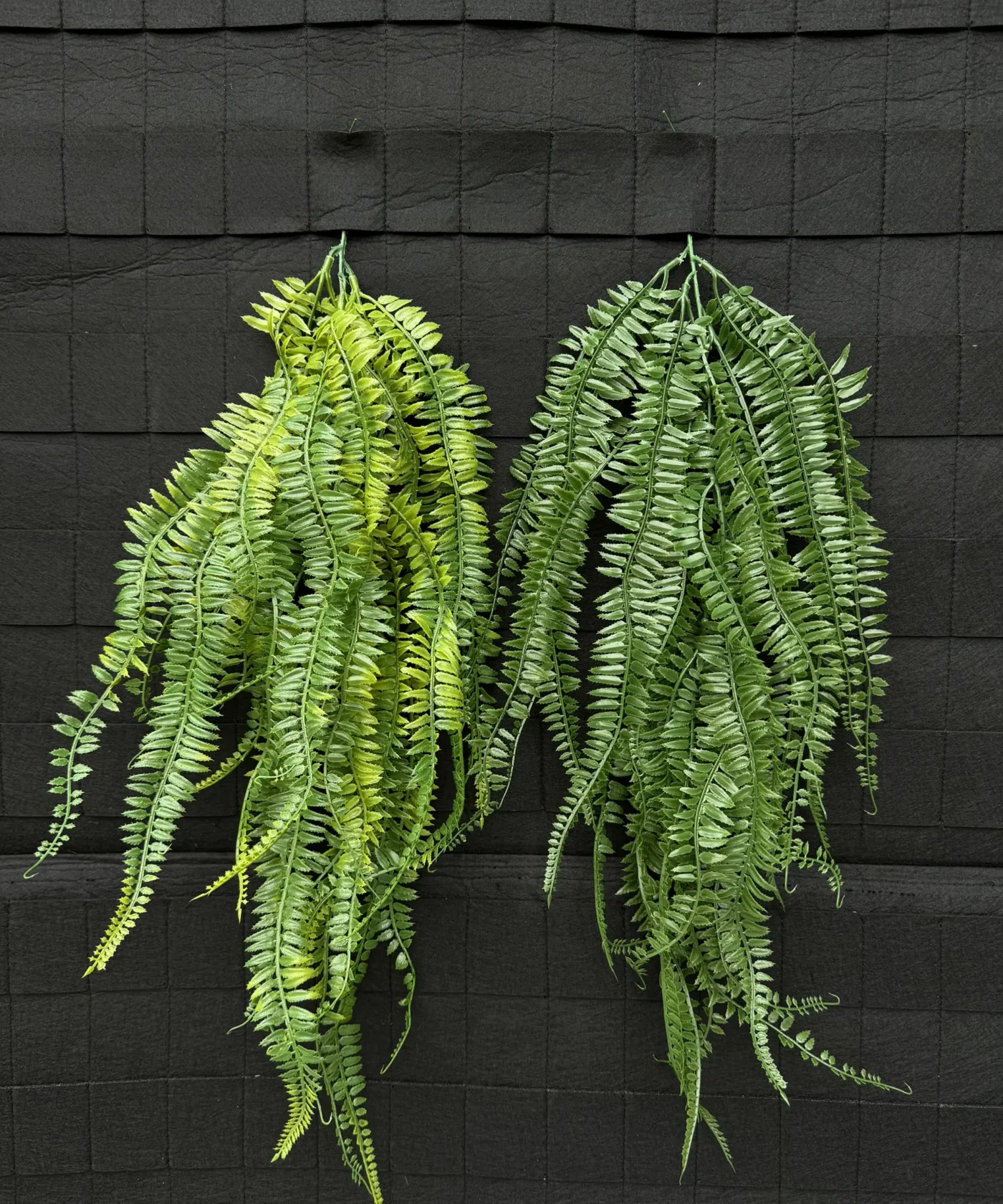 Rủ Dương Xỉ Lá