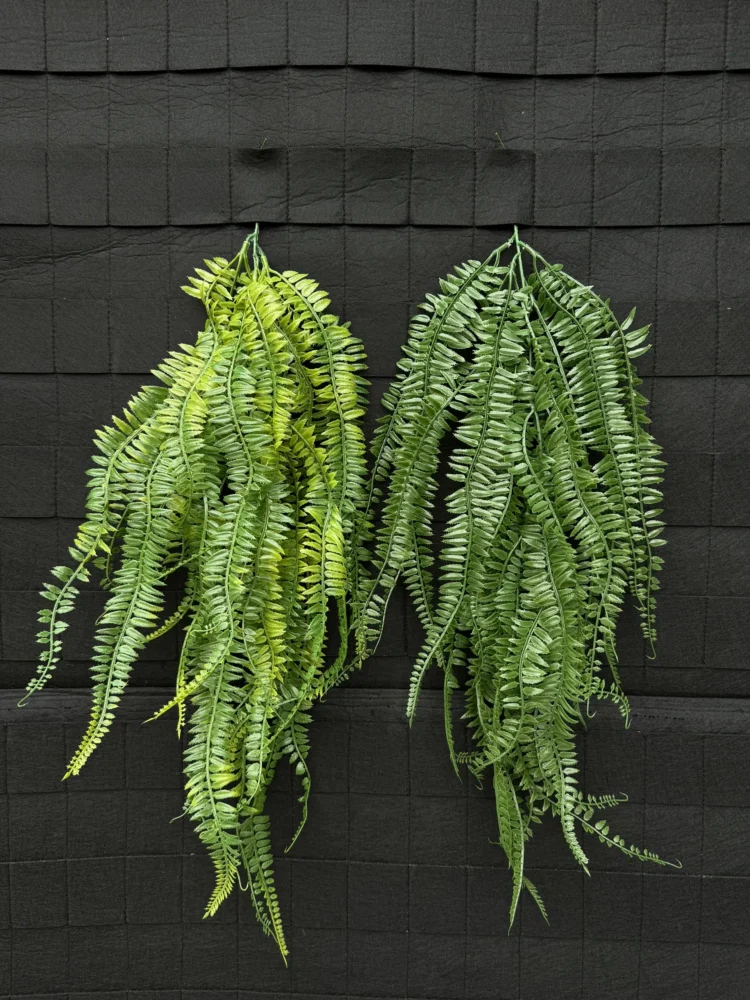 Rủ Dương Xỉ Lá