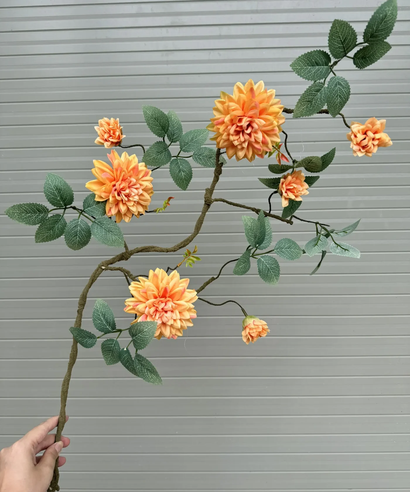 Cành Dược Cổ